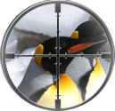 View of penguin in sniper scope